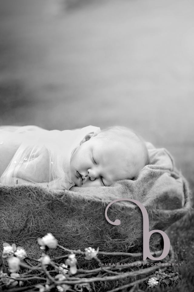 A newborn session outdoors in a basket of flowers.